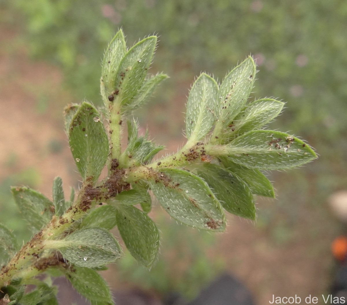 Euploca marifolia (J.Koenig ex Retz.) Ancy & P.Javad